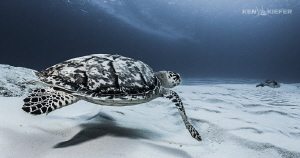 Just Passing Through...

Hawksbill Turtle in Cozumel 
... by Ken Kiefer 